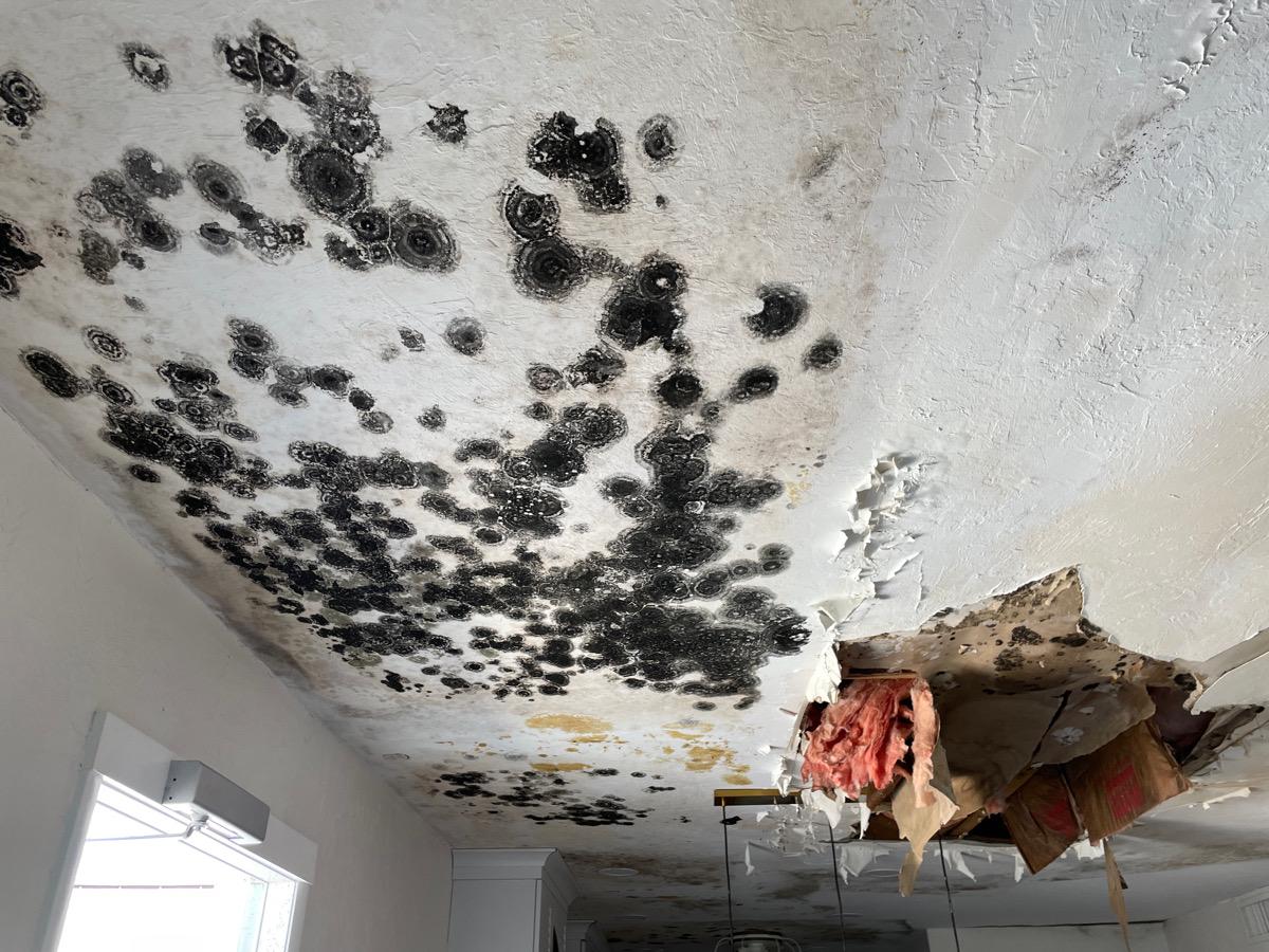 Mold growth on interior wall — licensed Florida mold assessment and remediation